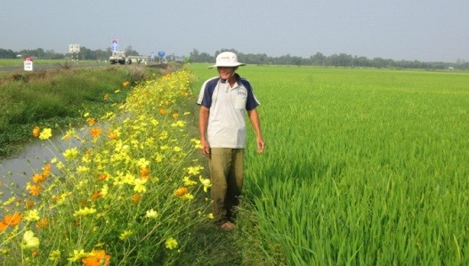 XÓA BỜ BAO LÀM CÁNH ĐỒNG SINH THÁI