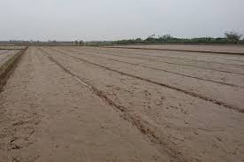 Diệt cỏ hiệu quả và an toàn đầu vụ lúa Đông Xuân