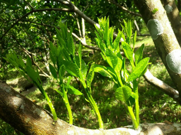 Bưởi ra cơi mới