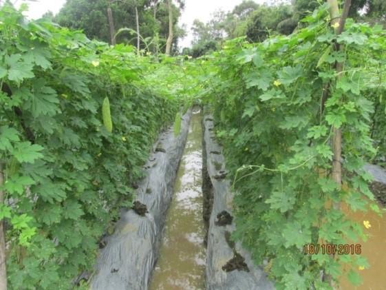 Hoạt động mô hình trên khổ qua