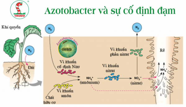 ĐÁNH GIÁ VAI TRÒ CỦA AZOTOBACTER TRONG ĐỘ PHÌ NHIÊU VÀ TÍNH BỀN VỮNG CỦA ĐẤT