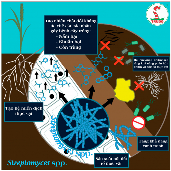 STREPTOMYCES TRONG THÚC ĐẨY TĂNG TRƯỞNG THỰC VẬT (26/11/2021)