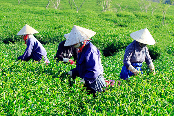 Thu nhập giảm sút, dân Lâm Đồng quay lưng với cây chè