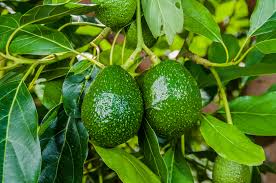 Sâu hại chính trên cây bơ