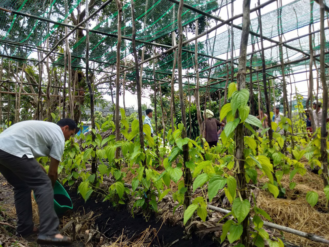 Bế giảng lớp tập huấn FFS "Kỹ thuật trồng, chăm sóc và phòng trị bệnh trên cây trầu"
