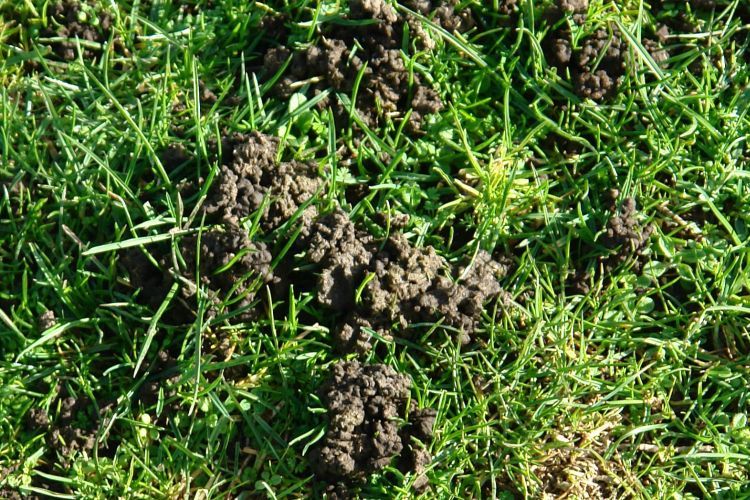 CỘNG ĐỒNG GIUN ĐẤT VÀ SỰ PHỤC HỒI SINH THÁI ĐẤT TRỒNG