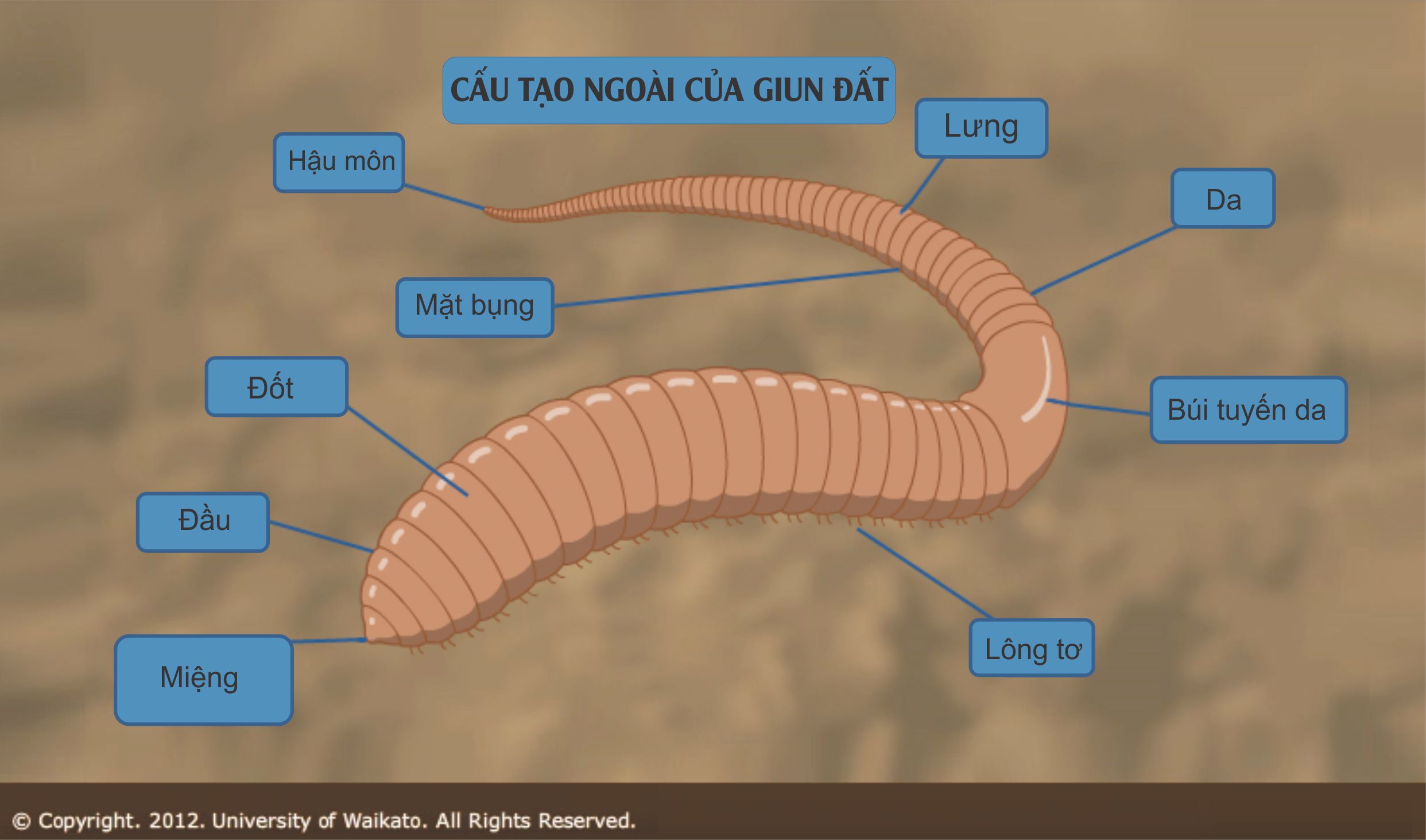SỰ THÍCH NGHI CỦA GIUN ĐẤT