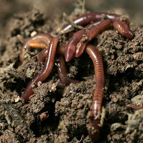 ĐẶC ĐIỂM SINH HỌC VÀ CÔNG DỤNG PHÂN TRÙN QUẾ