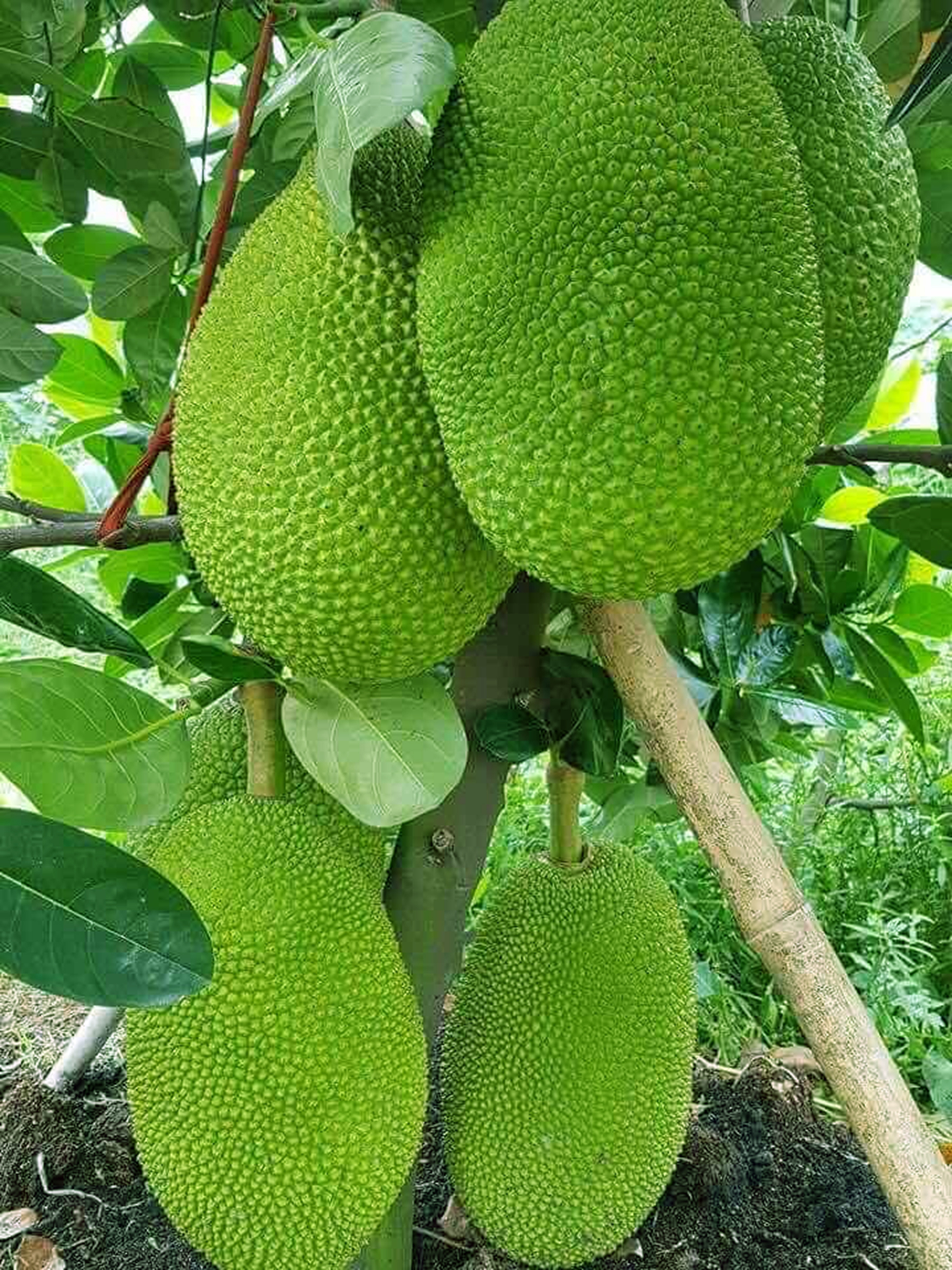 LỢI THẾ CÂY MÍT THÁI Ở ĐỒNG BẰNG SÔNG CỬU LONG