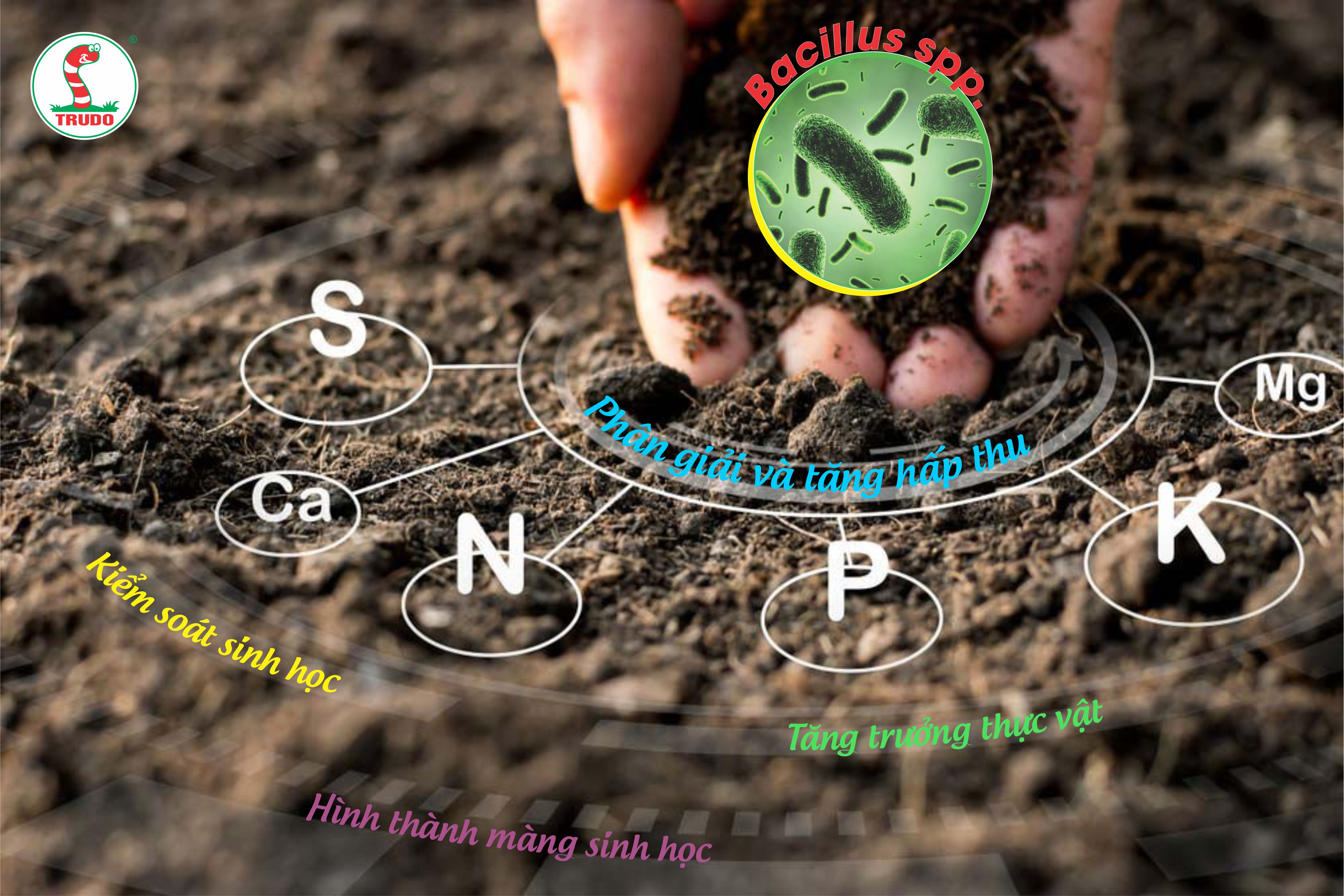 CÁC LOÀI BACILLUS TRONG ĐẤT NHƯ MỘT NGUỒN TÀI NGUYÊN THIÊN NHIÊN CHO SỨC KHỎE VÀ DINH DƯỠNG CỦA CÂY TRỒNG