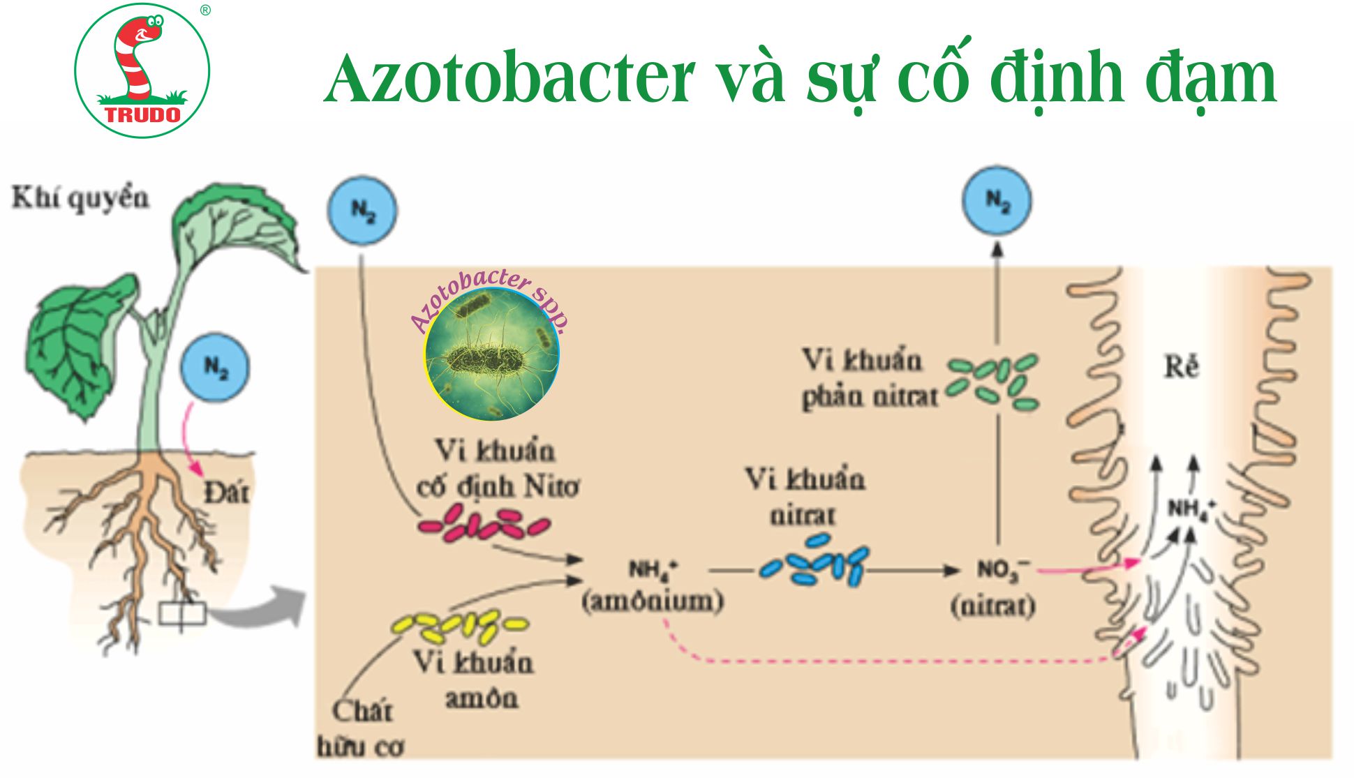 ĐÁNH GIÁ VAI TRÒ CỦA AZOTOBACTER TRONG ĐỘ PHÌ NHIÊU VÀ TÍNH BỀN VỮNG CỦA ĐẤT