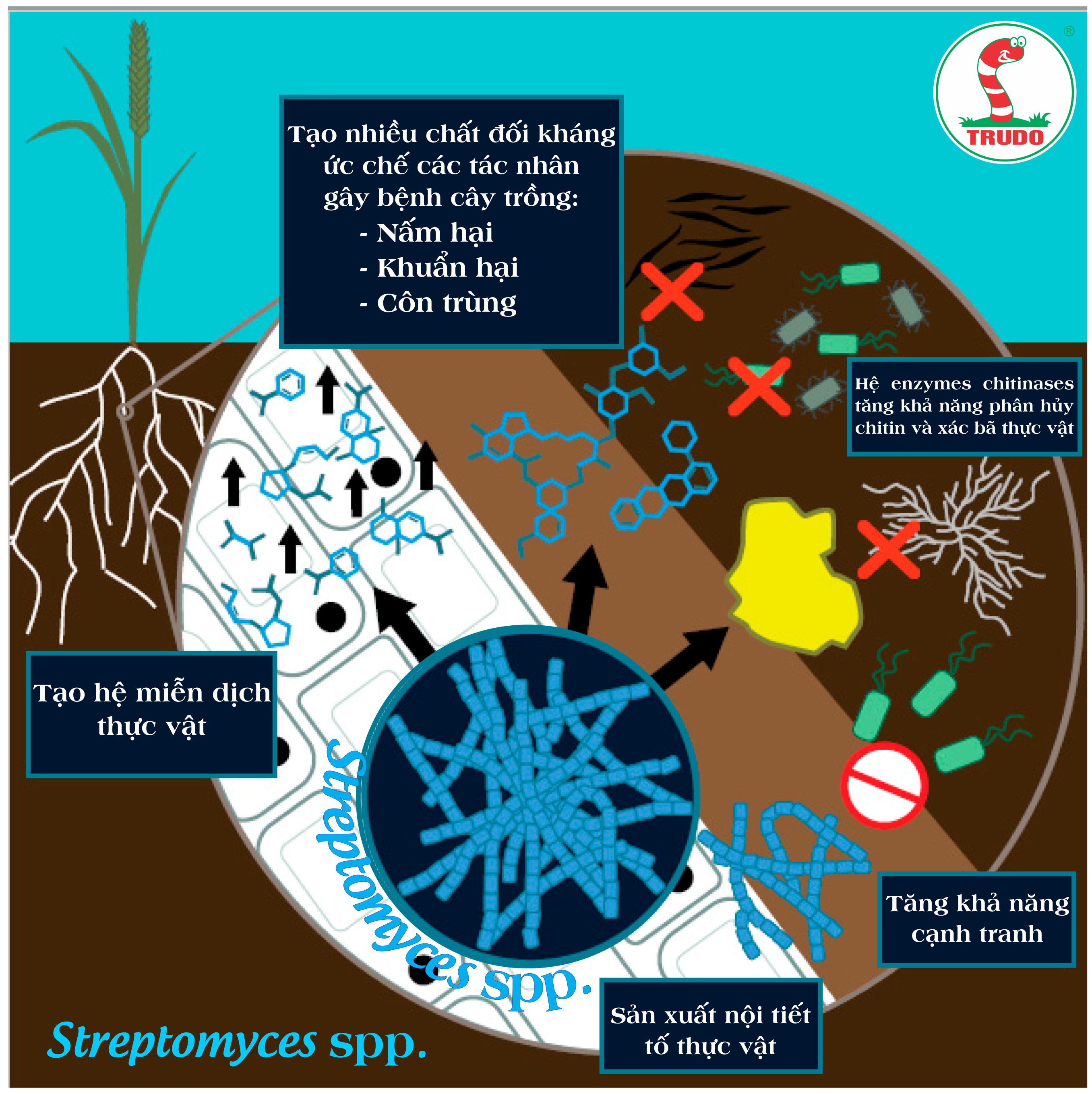 STREPTOMYCES TRONG THÚC ĐẨY TĂNG TRƯỞNG THỰC VẬT (26/11/2021)